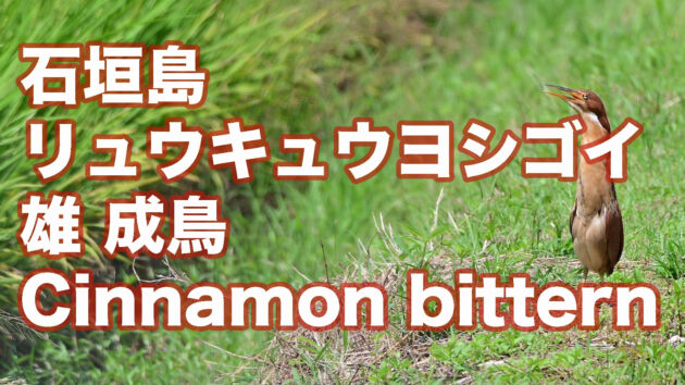 【婚姻色】 石垣島 リュウキュウヨシゴイ 雄成鳥 Cinnamon bittern