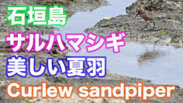 【今期4羽目！！】美しい夏羽 サルハマシギ Curlew sandpiper