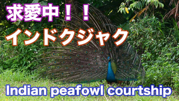 【求愛中】石垣島のインドクジャク Indian peafowl courtship