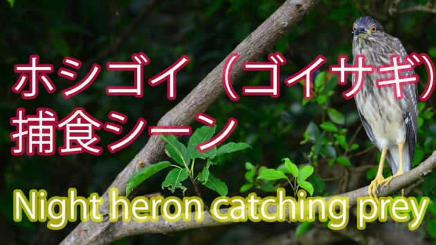 【オタマジャクシ捕獲】ゴイサギ（ホシゴイ）捕食シーン　Night heron catching prey
