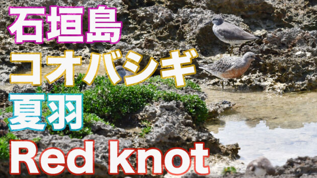 【数少ない渡り鳥】 美しい夏羽 コオバシギ Red knot