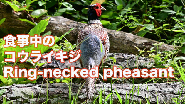 【食事中】 石垣島のコウライキジ 雄成鳥 Ring necked pheasant