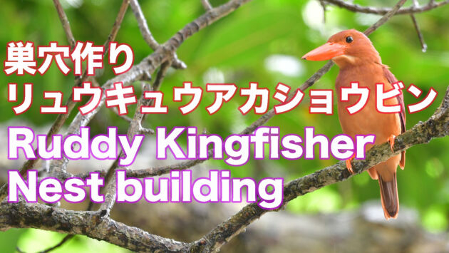【巣作り中】リュウキュウアカショウビン ４月２日撮影 Ruddy Kingfisher Nest building