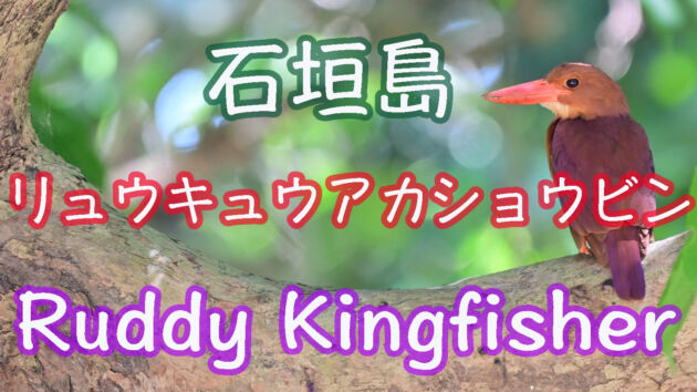 【石垣島のアカショウビン】毎日観ても飽きません！リュウキュウアカショウビン Ruddy Kingfisher