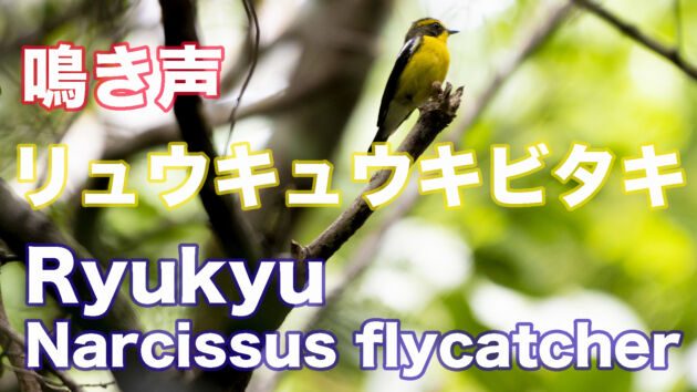 【鳴き声】リュウキュウキビタキ 雄 繁殖鳴き Ryukyu Narcissus flycatche Male