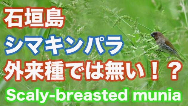 【在来種！？】石垣島のシマキンパラ Scaly breasted munia