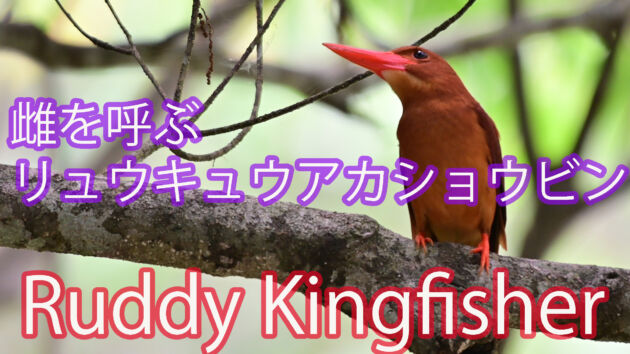 【アカショウビンの鳴き声】雌を呼ぶリュウキュウアカショウビン Ruddy Kingfisher