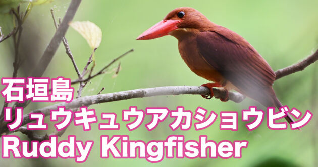 【アカショウビン】石垣島のリュウキュウアカショウビン　Ruddy Kingfisher