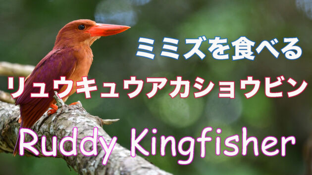 【石垣島のアカショウビン】ミミズを食べるリュウキュウアカショウビン Ruddy Kingfisher