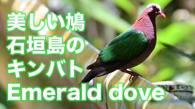キンバト雄成鳥 Emerald dove