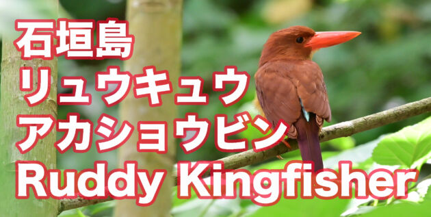 【石垣島のアカショウビン】毎日リュウキュウアカショウビン撮影 Ruddy Kingfisher