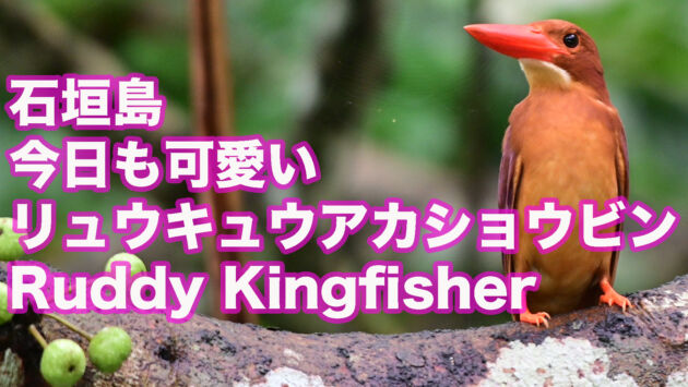 【石垣島のアカショウビン】佇むリュウキュウアカショウビン Ruddy Kingfisher