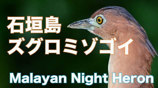 【石垣島の野鳥】ズグロミゾゴイの顔 Malayan Night Heron