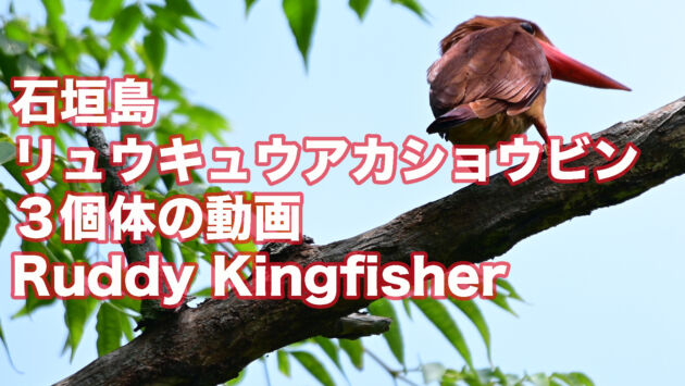 【石垣島のアカショウビン】３羽のリュウキュウアカショウビン Ruddy Kingfisher