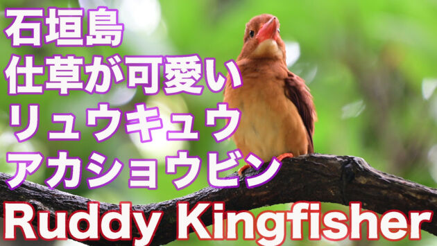 【石垣島のアカショウビン】 とにかく仕草が可愛いリュウキュウアカショウビン Ruddy Kingfisher