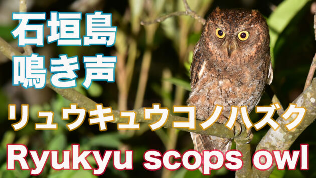【一般的な鳴き声】リュウキュウコノハズクの鳴き声 枝被り映像 Ryukyu scops owl bark