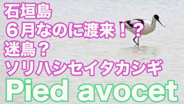 【６月に渡来は迷鳥！？】 石垣島にソリハシセイタカシギ１羽渡来！！ Pied avocet