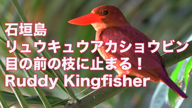 【石垣島のアカショウビン】目の前の枝にリュウキュウアカショウビン Ruddy Kingfisher