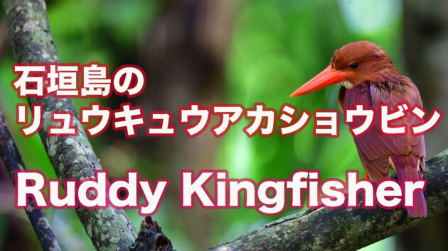 【石垣島のアカショウビン】今日も可愛いリュウキュウアカショウビン Ruddy Kingfisher