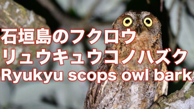【石垣島のフクロウ】可愛いリュウキュウコノハズク Ryukyu scops owl bark