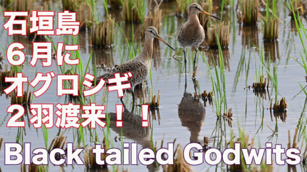 【6月に渡来！？】夏羽のオグロシギ2羽、石垣島に渡来 Black tailed Godwits