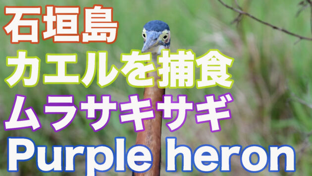 【捕食】カエルを食べるムラサキサギ Predating frogs Purple Heron