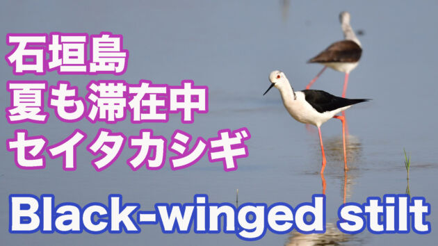【夏も石垣島に滞在中】 セイタカシギ羽繕い中 Black winged stilt