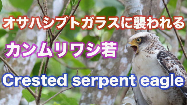 【昨年生まれのカンムリワシ】 カンムリワシ若にちょっかいを出すオサハシブトガラス Crested serpent eagle