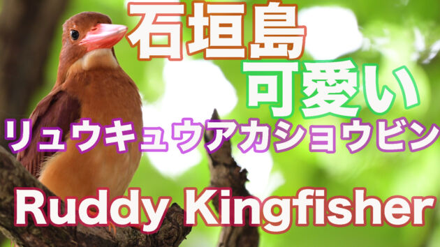 【石垣島のアカショウビン】今日も可愛いリュウキュウアカショウビン Ruddy Kingfisher