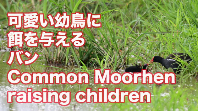 【子育て中】可愛い幼鳥に餌を与えるバン Common Moorhen raising children