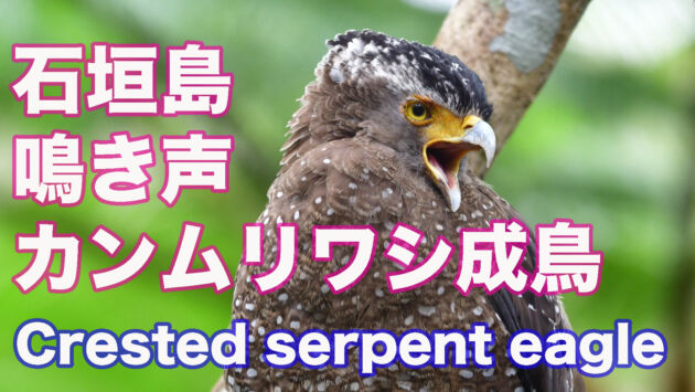【猛禽類 鳴き声】カンムリワシの鳴き声 Crested serpent eagle cry