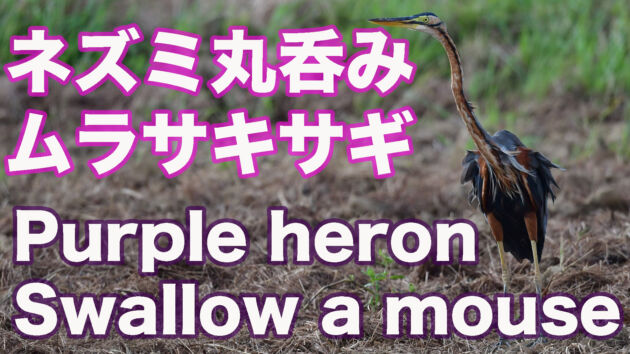 【獲物 丸呑み】ネズミを丸呑みするムラサキサギ Purple heron Swallow a mouse