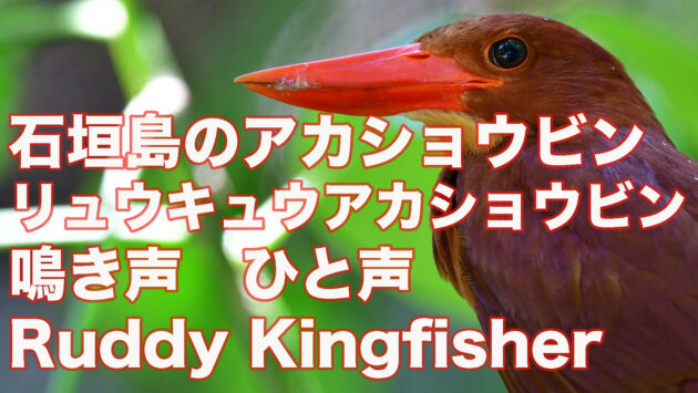 【石垣島のアカショウビン】ひと声 鳴き声　リュウキュウアカショウビン　Ruddy Kingfisher