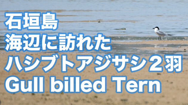 【初夏の渡り鳥】海辺に訪れたハシブトアジサシ２羽　Gull billed Tern