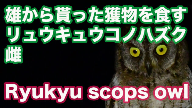 【石垣島のフクロウ】雄から貰ったツユムシを食べるリュウキュウコノハズク Ryukyu scops owl