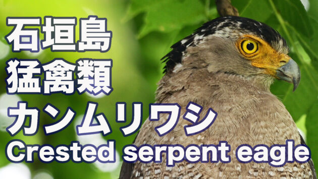 【石垣島の猛禽類】翼を休めるカンムリワシ Crested serpent eagle