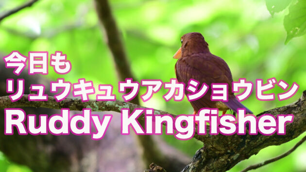 【石垣島のアカショウビン】今日もリュウキュウアカショウビン　Ruddy Kingfisher