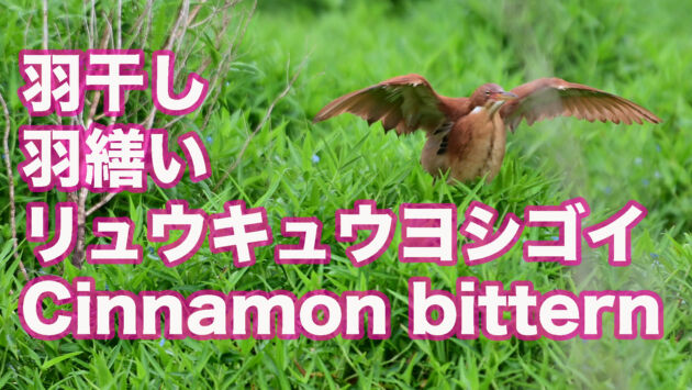 【羽繕い】 リュウキュウヨシゴイ雄成鳥 Cinnamon bittern