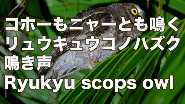 【コホーもニャーとも鳴く】リュウキュウコノハズク鳴き声 Ryukyu scops owl