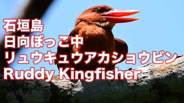 【日向ぼっこ中】 石垣島のリュウキュウアカショウビン  Ruddy Kingfisher
