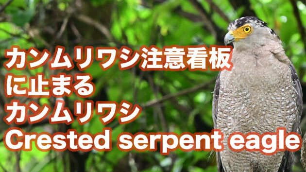 【石垣島の猛禽類】カンムリワシ注意看板に止まるカンムリワシ Crested serpent eagle