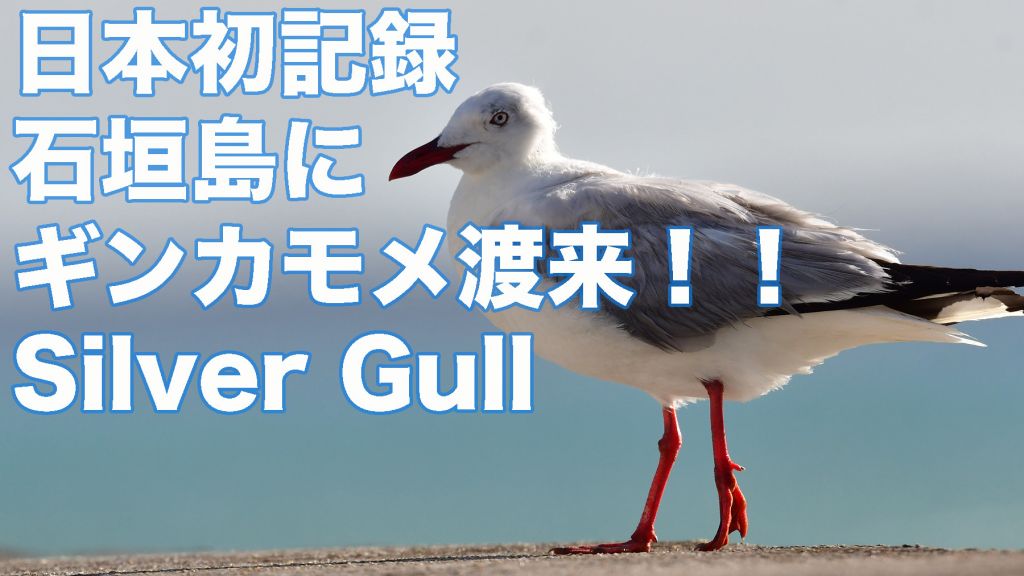 【日本初記録】石垣島にギンカモメ渡来！！Silver Gull