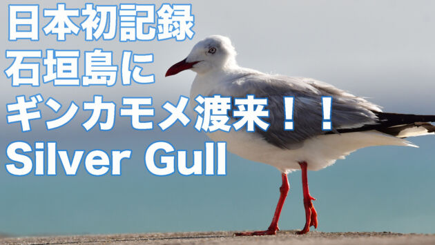 【日本初記録】石垣島にギンカモメ渡来！！Silver Gull