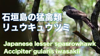 【石垣島の猛禽類】 リュウキュウツミ　 Japanese lesser sparrowhawk　 (Accipiter gularis iwasakii)