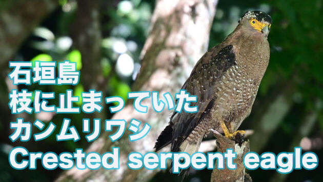 【石垣島のカンムリワシ】 枝に止まっていたカンムリワシ Crested serpent eagle