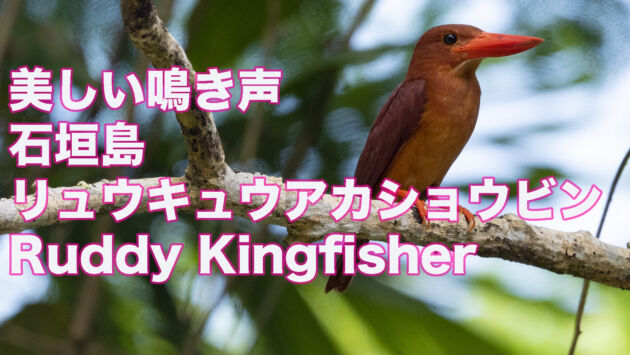 【美しい鳴き声】石垣島のリュウキュウアカショウビン Ruddy Kingfisher