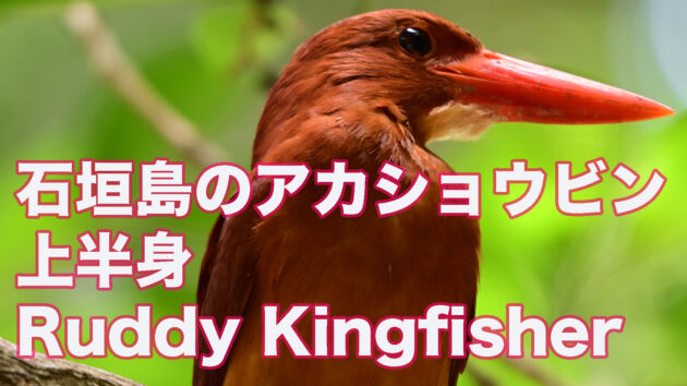 【石垣島のアカショウビン】リュウキュウアカショウビン上半身 Ruddy Kingfisher