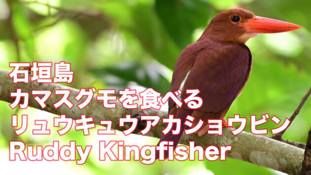 【石垣島のアカショウビン】カマスグモを食べるリュウキュウアカショウビン Ruddy Kingfisher