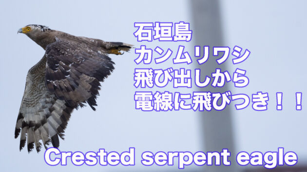 【飛翔写真集】石垣島 カンムリワシ 飛び出し 飛びつき Crested serpent eagle