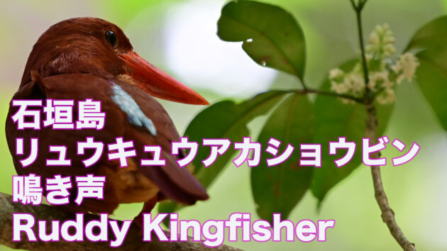 【石垣島のアカショウビン】リュウキュウアカショウビン鳴き声 Ruddy Kingfisher